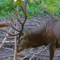 Hirsch beim Fegen - Ort: Wildpark Schwarze Berge_ - Foto: Uta Svensson