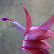 Kaktusblüte - Foto: Volker Svensson