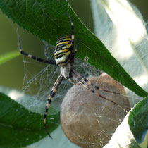 Wespenspinne (Zebraspinne Argiope bruennichi) mit Kokon, Finkenwerder - Foto: Gesine Schwerdtfeger