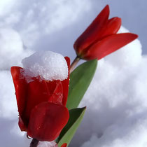 08   Schneemütze für die Blumen   -   Foto:   ?