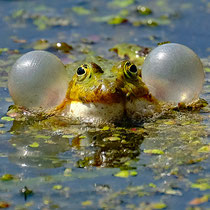 Frosch mit Schwimmhilfe - Foto: Romana Thurz