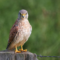 Turmfalke - Foto: Pertti Raunto