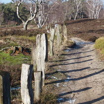 Fischbeker Heide - Foto: Elvira Lütt