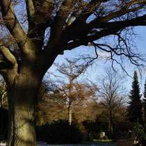 10. Platz mit 216 Pkt.   ,,Bäume" - Ohlsdorfer Friedhof - Lothar Boje