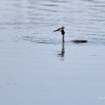 Tiefergelegter Haubentaucher - Foto: Pertti Raunto