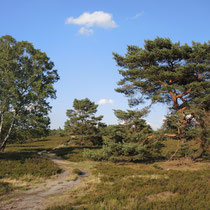 Fischbeker Heide - Foto: Gerd Jürgen Hanebeck