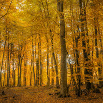 Herbstwald - Ort: Klecker Wald - Foto: Holger Tobuschat
