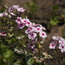 057 Phlox   -   Juli_16 - Foto: Willi Heinsohn