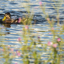 Stockente - Foto: Dagmar Esfandiari