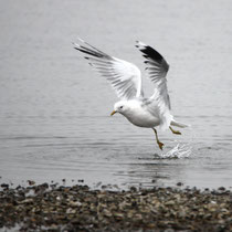 11 Startende Möwe - Ort: Vogelstation Wedeler Marsch - Foto: Volker Svensson