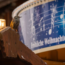 Der Star wünscht Fröhliche Weihnachten - Ort: Alexzander Platz Berlin - Foto: Benjamin Trede