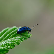 Blauer Erlenblattkäfer - Foto: Gerd Jürgen Hanebeck