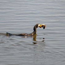 Mahlzeit Kormoran - Foto: Dr.Reinhard Feldhaus