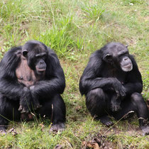 Chimpansen  -   Foto: Uta Svensson