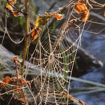 Frostnetz, Neuwiedenthal - Foto: Uta Svensson