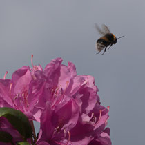 Hummel im Abflug - Foto: Hans Dieckmeyer