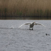 7 Landender Schwan - Ort: Mühlensand - Foto: Volker Svensson