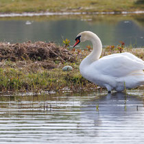 Aus dem Nest gerollt - Foto: Britta Hamann