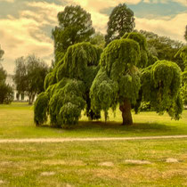 1 Ort: Jenischpark - Foto: Michael Wohl-Iffland