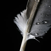 Feder mit Wassertropfen - Foto: Hans Dieckmeyer