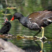 Teichhuhn, welches ihr Kücken füttert, Außenmühlenteich - Foto: Hans Dieckmeyer