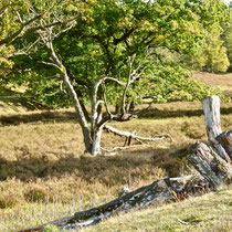 Fischbeker Heide - Foto: Michael Wohl-Iffland