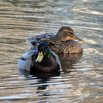 Entenpaar - Foto: Doreen Maack