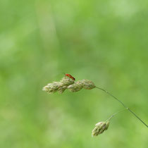 21 Weichkäfer auf Knäuelgras - Ort: Jenischpark - Foto: Gesine Schwerdtfeger