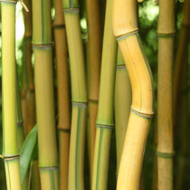 Bambus, einer tanzt aus der Reihe-Arboretum - Foto: Gesine Schwerdtfeger 