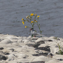 Sich schmückende Küstenseeschwalbe - Foto: Gesine Schwerdtfeger