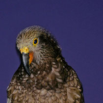 Kea, Bergpapagei - Neuseeländische Alpen - Foto: Michael Wohl-Iffland