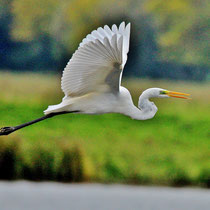 Silberreiher - Foto: Lothar Boje