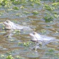 Zwillingspaar Moorfrosch - Ort: Pietzmoor - Foto: Gesine Schwerdtfeger