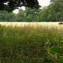 14 Ort: Jenischpark - Foto: Dagmar Esfandiari