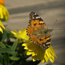 Diestelfalter - Foto: Hans Dieckmeyer