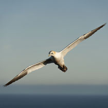 Basstölpel, Helgoland - Foto: Janine Brauneis