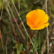 Mohn - Foto: Monika Stock