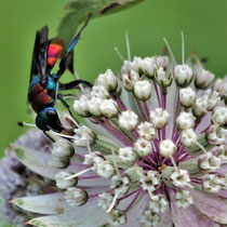 Foto: Karl-Horst Fricke