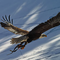 Weißkopfseeadler - Foto: Hans Dieckmeyer