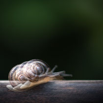 3. Platz 217 Pkt. Schnecke - Foto: Gesche Andresen