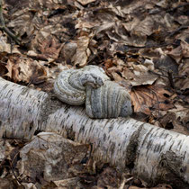 5 Der Baum fällt, der Pilz wächst weiter - Foto: Gerd Jürgen Hanebeck