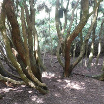 Stämme der Eibe, Arboretum - Foto: Gesine Schwerdtfeger 