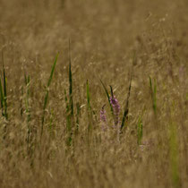 036 Gras mit Blutweiderich   -   2016_07_26_Moorb._Hinterdeich_Dagmar_Esfandiari