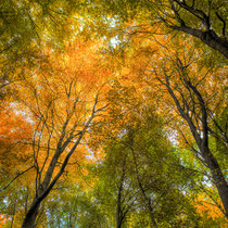 22 Herbst im Kleckerwald - Foto: Holger Tobuschat