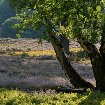 05 Fischbeker Heide - Gesine Schwerdtfeger