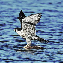 Wanderfalke, Carl-Zeiss Station Wedel - Foto: Lothar Boje