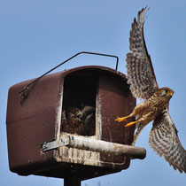 Familie Turmfalke - Foto: Lothar Boje