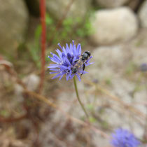 Jasione-Schneeglöckchen mit Schwebfliege - Foto: Gesine Schwerdtfeger