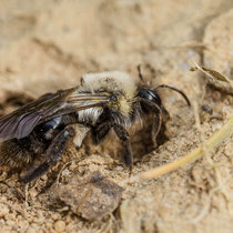 ... Sandbiene - Foto: Dirk Heindorf