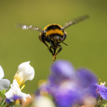 Hummel im Anflug - Foto: Benjamin Trede